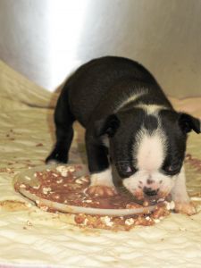 846165 Hungry Puppy