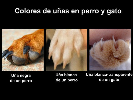 Por Qu Los Perros Tienen Las U as Negras