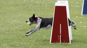 1255226 Dog Competition