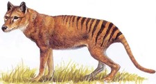Tigre Tasmania Tilacino