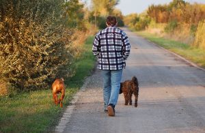1185411 Walking With Dogs