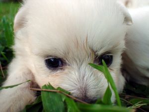 357966 Cute Puppy Closed Up